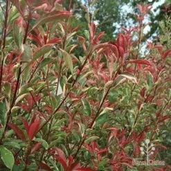 Photinia Pink Marble 24 Photinia Pink Marble -Plant Sale Store apo photinia pink marble hedge nursery