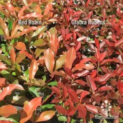 Photinia Red Robin -Plant Sale Store apo photinia red robin glabra rubens 1