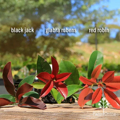 Photinia Black Jack 8 Photinia Black Jack - Image 6