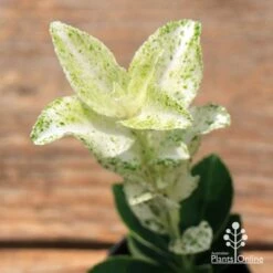 Euonymus Pierrolino - Variegated Spindle -Plant Sale Store apo pierrolino euonymus 1