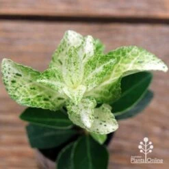 Euonymus Pierrolino - Variegated Spindle -Plant Sale Store apo pierrolino euonymus 2