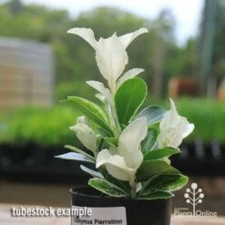 Euonymus Pierrolino - Variegated Spindle -Plant Sale Store apo pierrolino euonymus tubestock