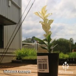 Euonymus Pierrolino - Variegated Spindle -Plant Sale Store apo pierrolino euonymus tubestock2