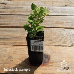 Euonymus Pierrolino - Variegated Spindle -Plant Sale Store apo pierrolino tubestock