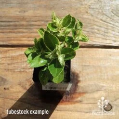 Euonymus Pierrolino - Variegated Spindle -Plant Sale Store apo pierrolino tubestock top