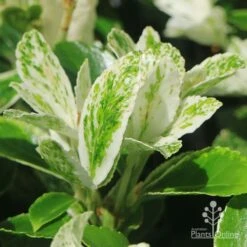 Euonymus Pierrolino - Variegated Spindle -Plant Sale Store apo pierrolino variegation