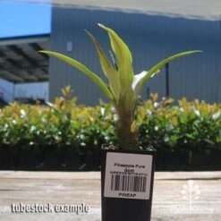 Pineapple Pure Gold 16 Pineapple Pure Gold -Plant Sale Store apo pineapple tubestock nursery