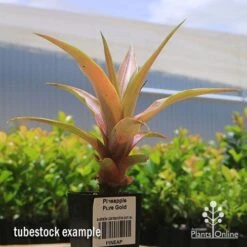 Pineapple Pure Gold 17 Pineapple Pure Gold -Plant Sale Store apo pineapple tubestock pure gold