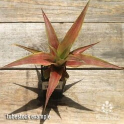 Pineapple Pure Gold 13 Pineapple Pure Gold -Plant Sale Store apo pineapple tubestock pure gold top