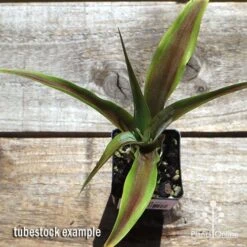 Pineapple Pure Gold 12 Pineapple Pure Gold -Plant Sale Store apo pineapple tubestock top