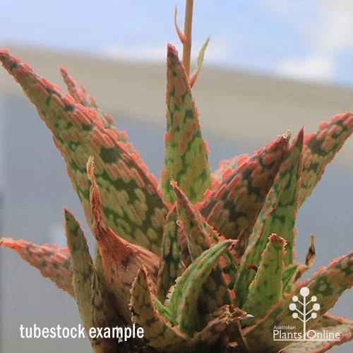 Aloe Pink Blush - Succulent 4 Aloe Pink Blush - Succulent - Image 2