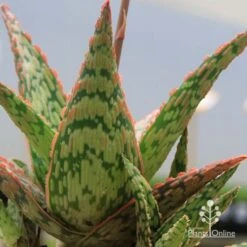 Aloe Pink Blush - Succulent 34 Aloe Pink Blush - Succulent -Plant Sale Store apo pink blush aloe leaves