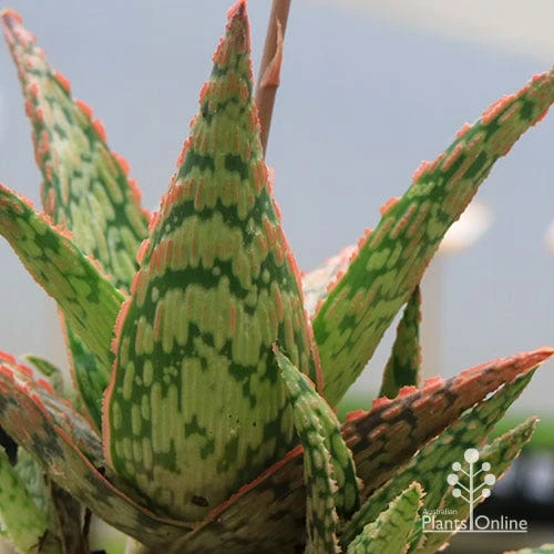 Aloe Pink Blush - Succulent 18 Aloe Pink Blush - Succulent - Image 16