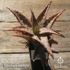 Aloe Pink Blush - Succulent 23 Aloe Pink Blush - Succulent -Plant Sale Store apo pink blush aloe tubestock large