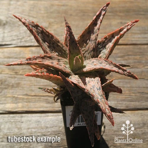 Aloe Pink Blush - Succulent 7 Aloe Pink Blush - Succulent - Image 5