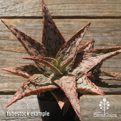 Aloe Pink Blush - Succulent 3 Aloe Pink Blush - Succulent