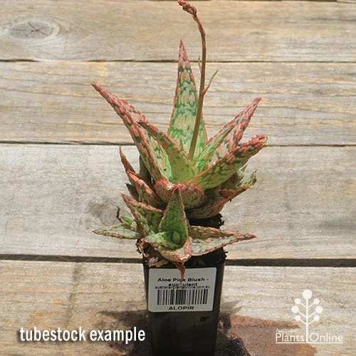 Aloe Pink Blush - Succulent 8 Aloe Pink Blush - Succulent - Image 6