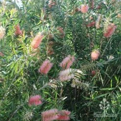 Callistemon Pink Champagne -Plant Sale Store apo pink champagne colour range