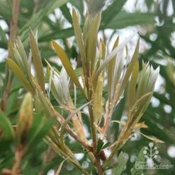 Callistemon Pink Champagne -Plant Sale Store apo pink champagne new leaf colour