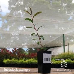 Callistemon Pink Champagne -Plant Sale Store apo pink champagne tubestock