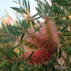 Callistemon Pink Champagne -Plant Sale Store apo pink champgne colour fan