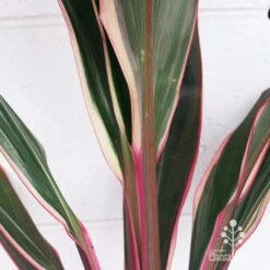 Cordyline Fruticosa Pink Diamond -Plant Sale Store apo pink diamond colouring