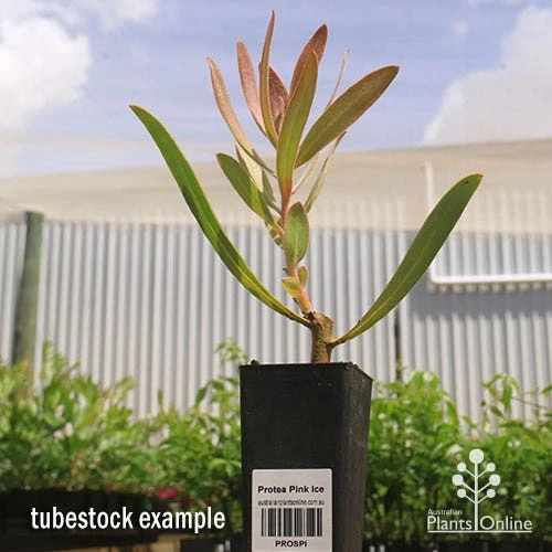 Protea Pink Ice 15 Protea Pink Ice - Image 13