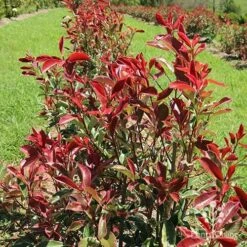Photinia Pink Marble 27 Photinia Pink Marble -Plant Sale Store apo pink marble hedge flower farm
