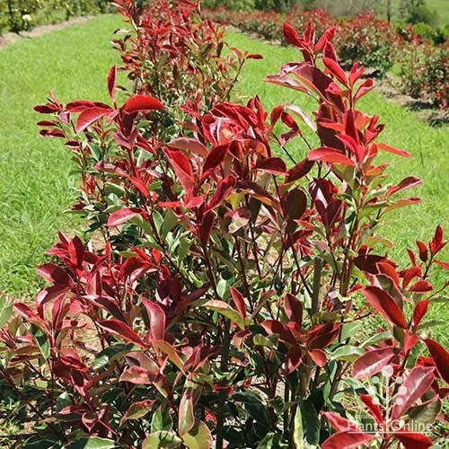 Photinia Pink Marble 15 Photinia Pink Marble - Image 13