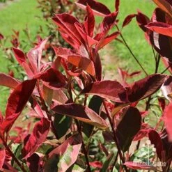Photinia Pink Marble 18 Photinia Pink Marble -Plant Sale Store apo pink marble leaf colour