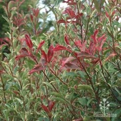 Photinia Pink Marble 26 Photinia Pink Marble -Plant Sale Store apo pink marble photinia nursery