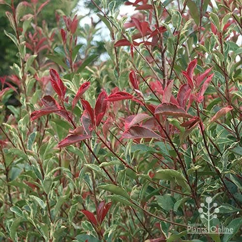 Photinia Pink Marble 14 Photinia Pink Marble - Image 12