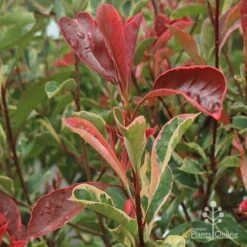 Photinia Pink Marble 17 Photinia Pink Marble -Plant Sale Store apo pink marble photinia shoot