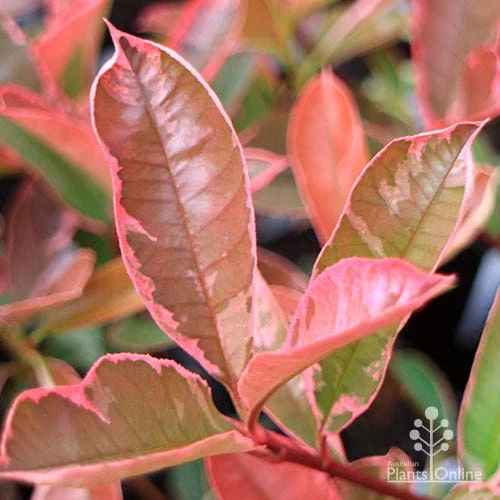 Photinia Pink Marble 7 Photinia Pink Marble - Image 5