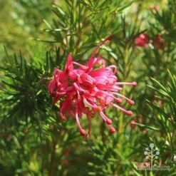 Grevillea Pink Pearl 22 Grevillea Pink Pearl -Plant Sale Store apo pink pearl grevillea flower