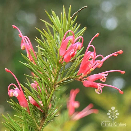 Grevillea Pink Pearl 4 Grevillea Pink Pearl - Image 2