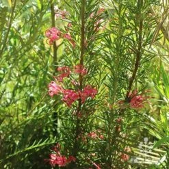 Grevillea Pink Pearl 27 Grevillea Pink Pearl -Plant Sale Store apo pink pearl grevillea habit 1