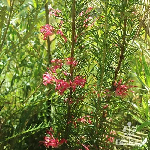 Grevillea Pink Pearl 13 Grevillea Pink Pearl - Image 11