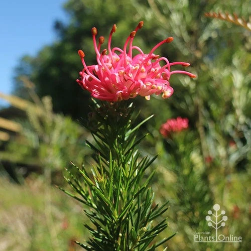 Grevillea Pink Pearl 14 Grevillea Pink Pearl - Image 12