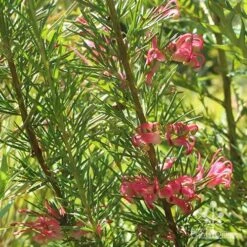 Grevillea Pink Pearl 21 Grevillea Pink Pearl -Plant Sale Store apo pink pearl grevillea nursery