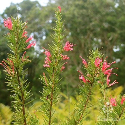Grevillea Pink Pearl 6 Grevillea Pink Pearl - Image 4