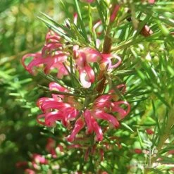 Grevillea Pink Pearl 29 Grevillea Pink Pearl -Plant Sale Store apo pink pearl grevillea sunlit 1