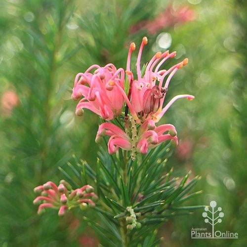 Grevillea Pink Pearl 16 Grevillea Pink Pearl - Image 14