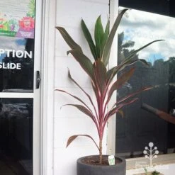 Cordyline Fruticosa Pink Diamond -Plant Sale Store apo pinkdiamond reception