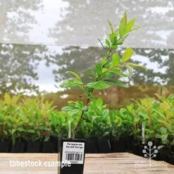Pomegranate Double Orange 22 Pomegranate Double Orange -Plant Sale Store apo pomegranate double flower tubestock