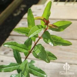 Pomegranate Double Orange 20 Pomegranate Double Orange -Plant Sale Store apo pomegranate double orange foliage 1