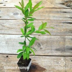 Pomegranate Double Orange 15 Pomegranate Double Orange -Plant Sale Store apo pomegranate double tubestock