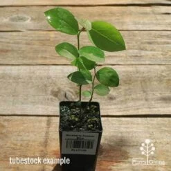 Blueberry Powder Blue 9 Blueberry Powder Blue -Plant Sale Store apo powder blue tubestock top