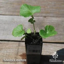 Geum Pretticoats Peach -Plant Sale Store apo pretticoats peach tubestock