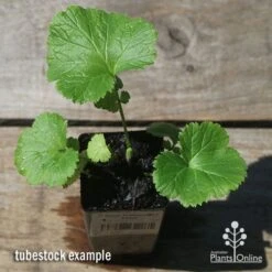 Geum Pretticoats Peach -Plant Sale Store apo pretticoats peach tubestock top